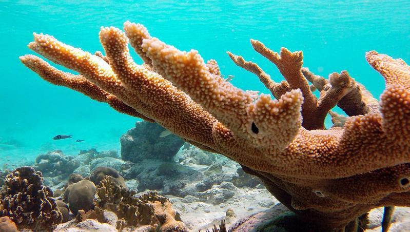 Woodz Bonaire Leilighet Playa Eksteriør bilde